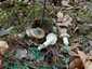 Barnanyálkás csigagomba (Hygrophorus latitabundus), Balaton-felvidék